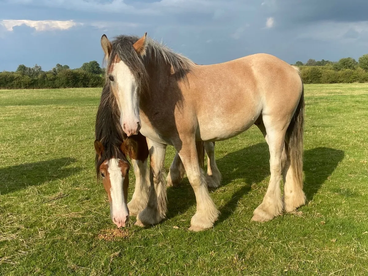 Geldings going to drumshanbo - Image 2