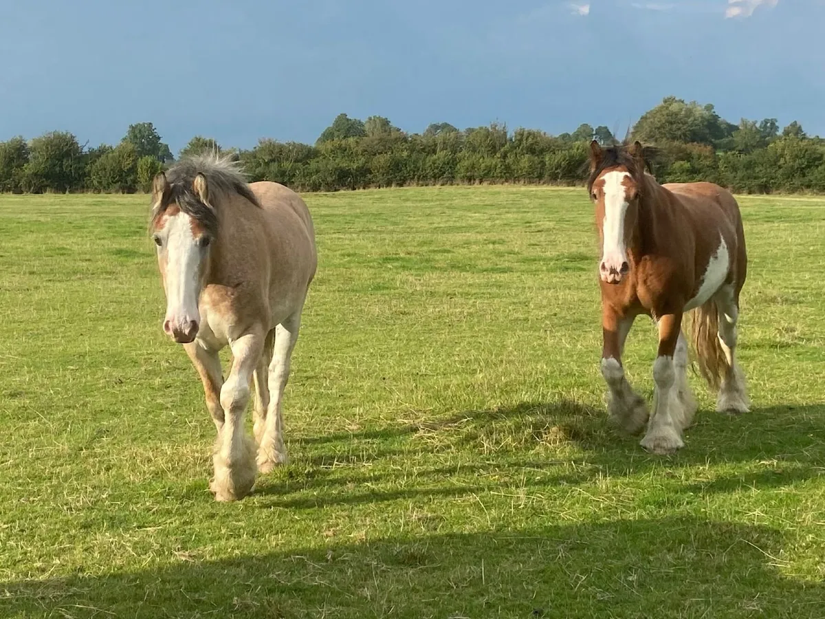 Geldings going to drumshanbo - Image 4