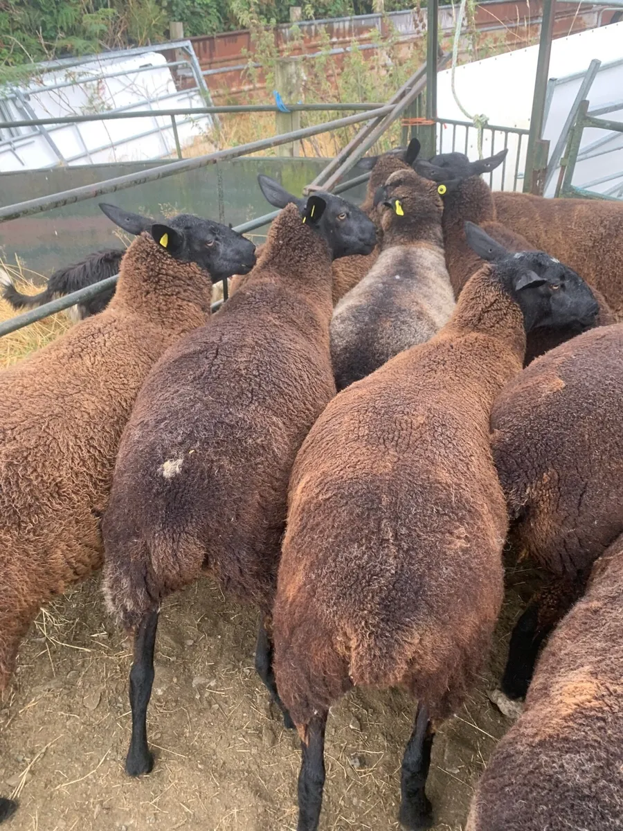 Sheep - Image 1