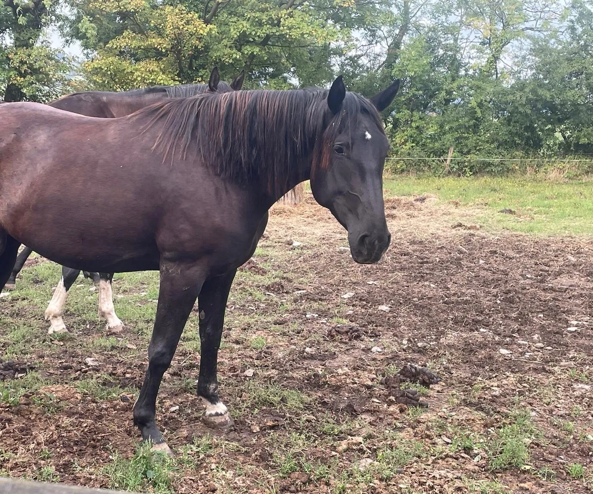 3 yr old Handsome Paddy Filly for sale - Image 3