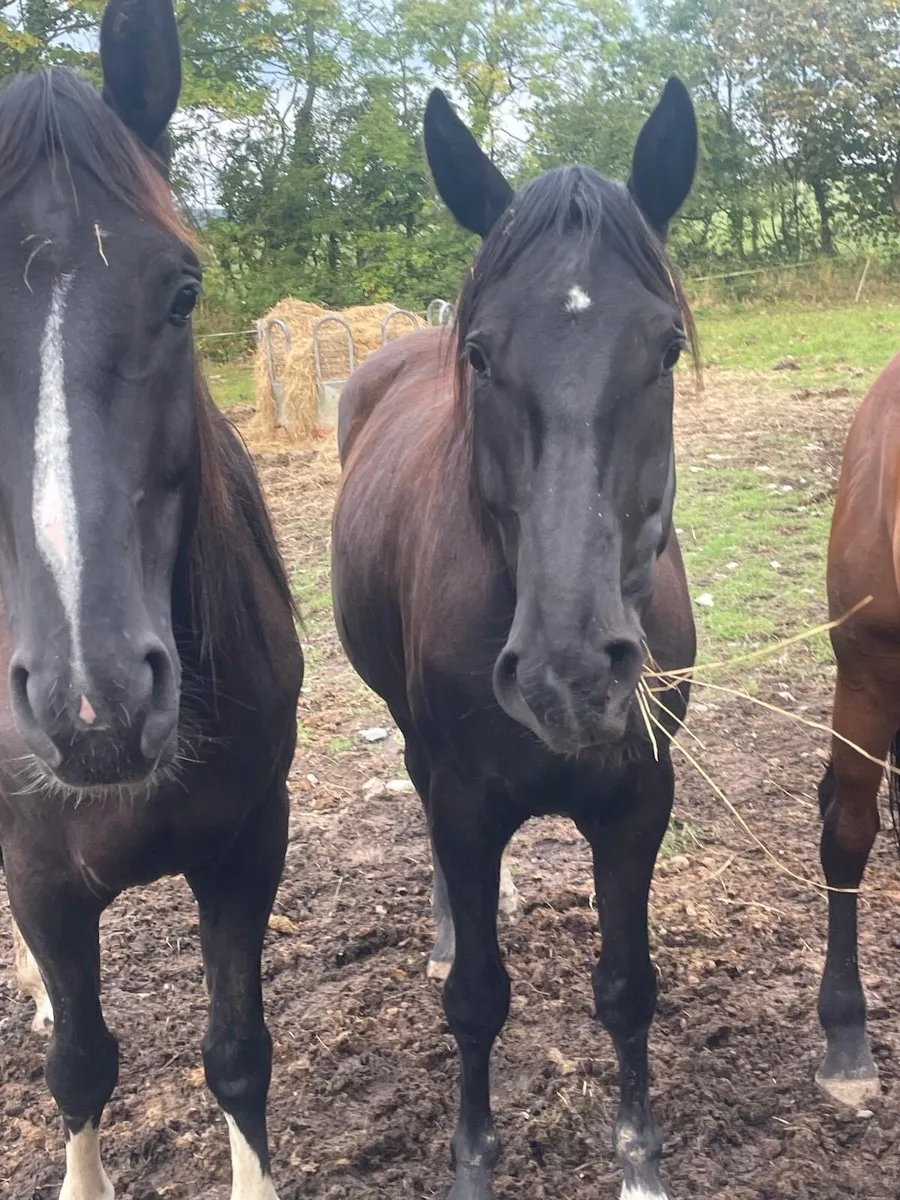 3 yr old Handsome Paddy Filly for sale - Image 1