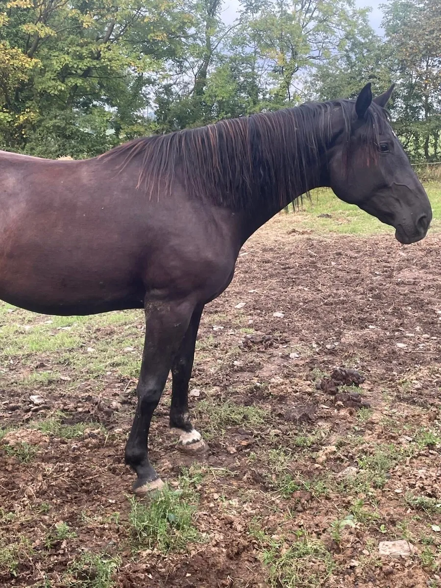 3 yr old Handsome Paddy Filly for sale - Image 4