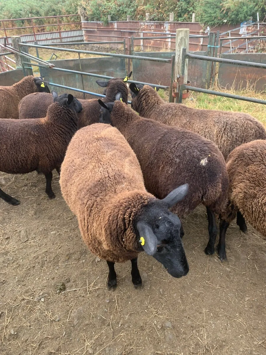 Sheep - Image 4