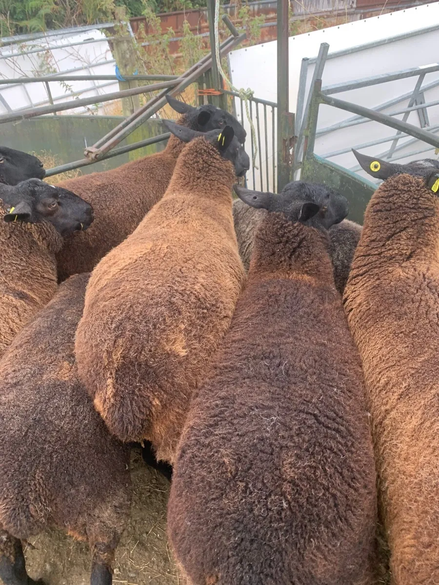Sheep - Image 2