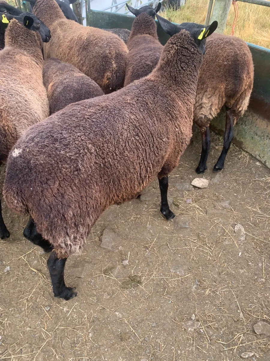 Sheep - Image 3