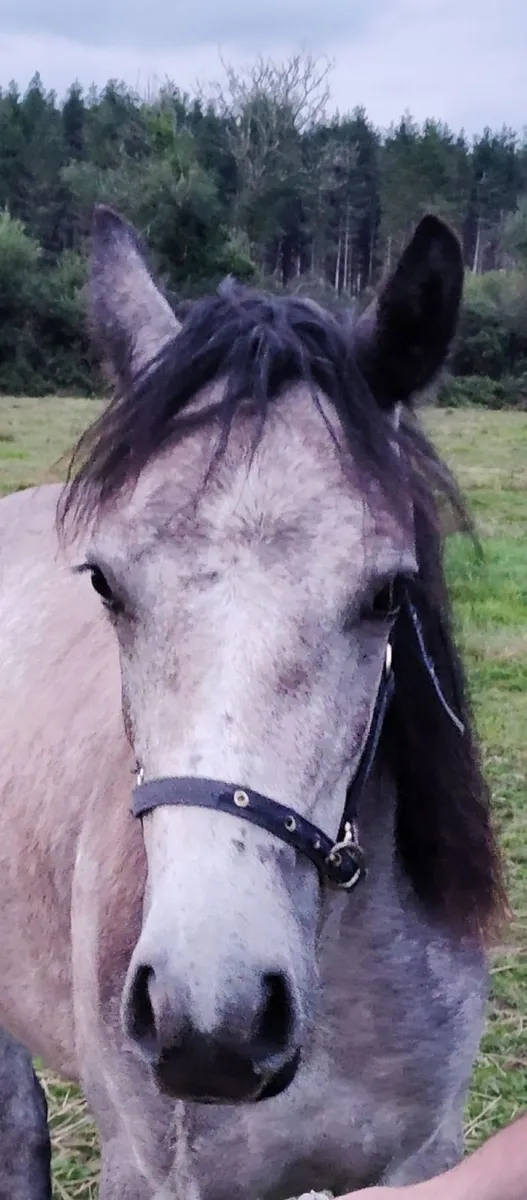 Connemara Pony - Image 1