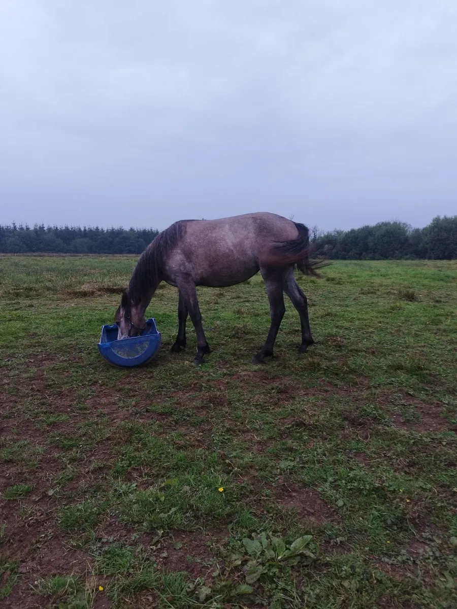 Connemara Pony - Image 3