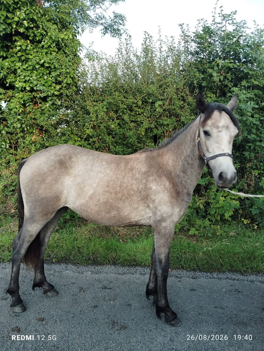 Connemara Pony - Image 2