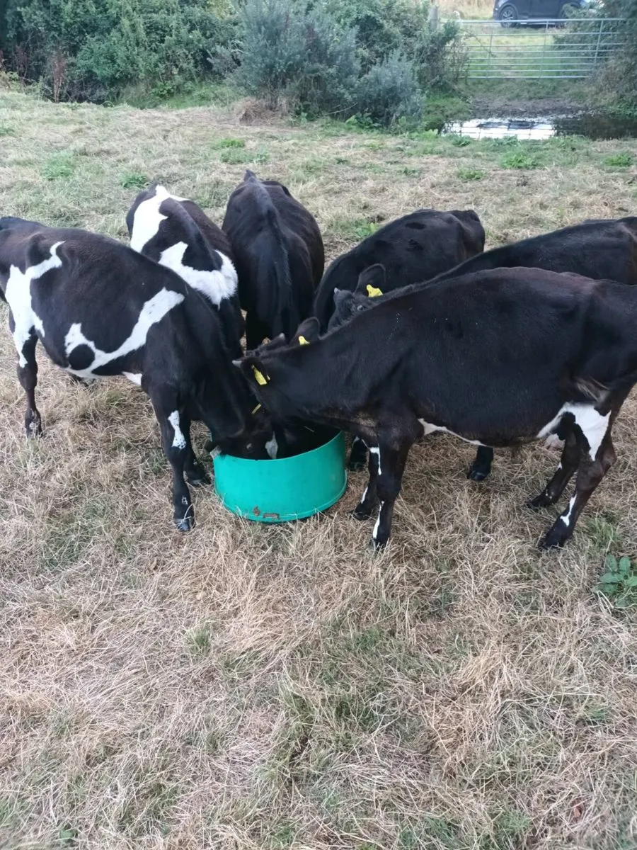 Fresian bull Weanlings x 9 - Image 2
