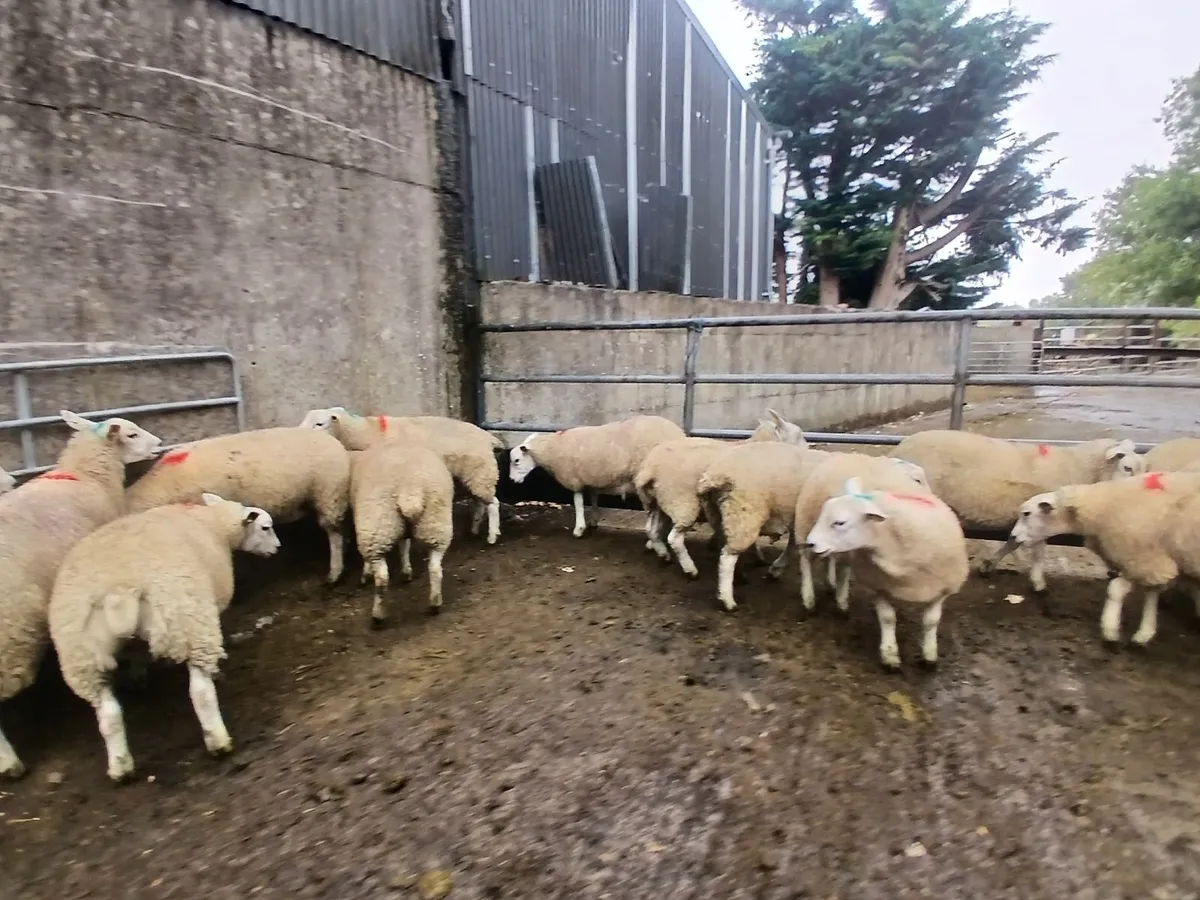 Texel X Ewe Lambs - Image 2
