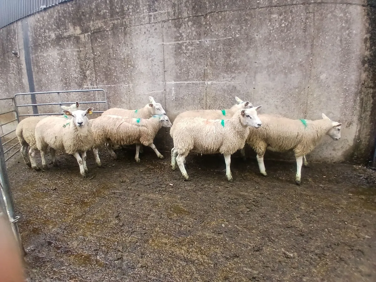 Texel X Ewe Lambs - Image 4