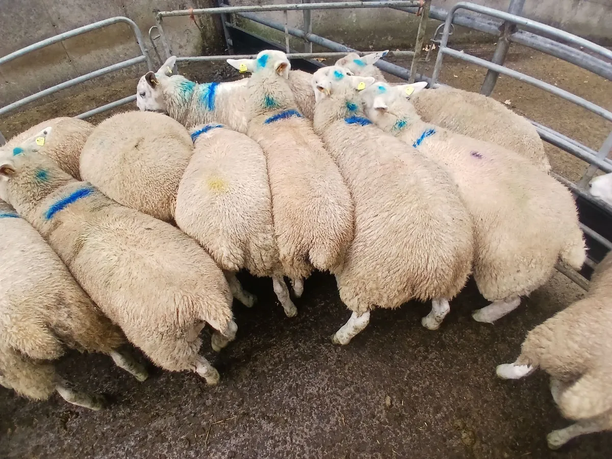 Texel X Ewe Lambs - Image 3