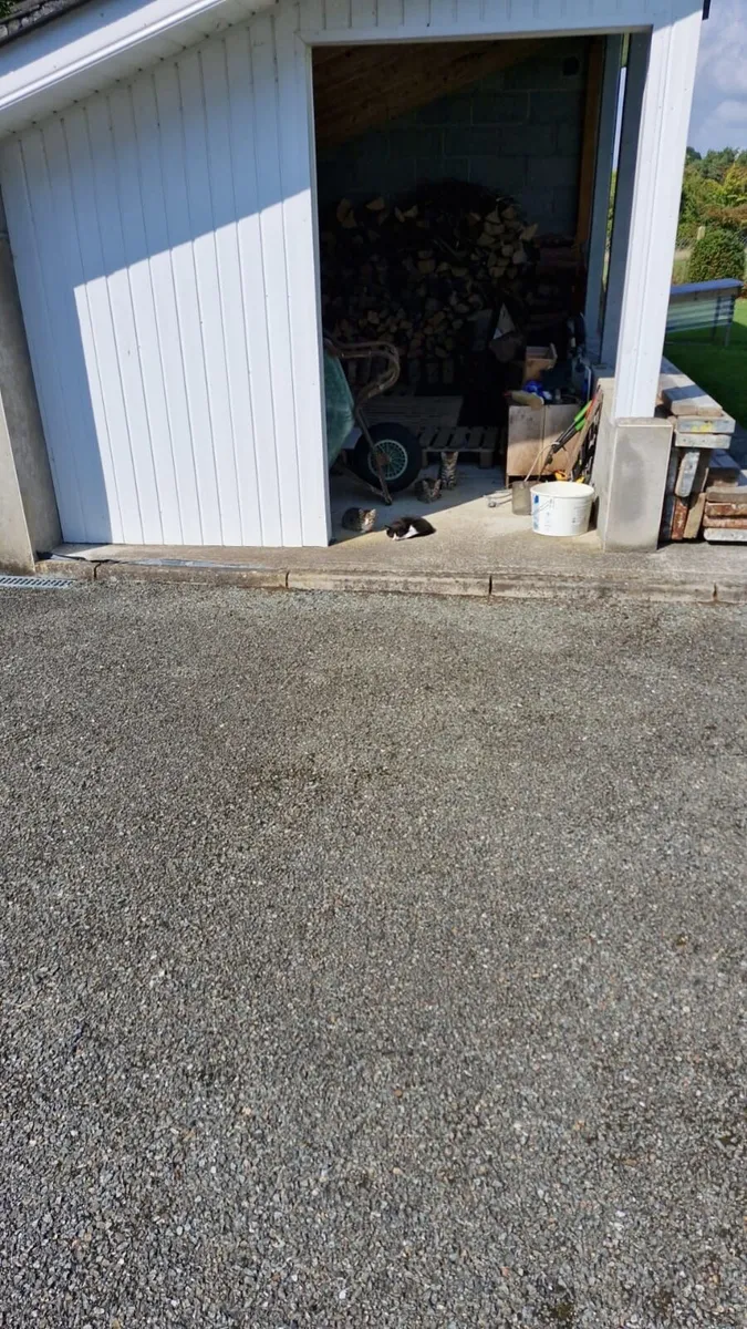 3 Tabby and 1 black and white kitten for sale - Image 2