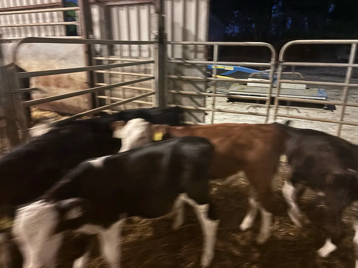 5 super Hereford reared bulls - Image 1