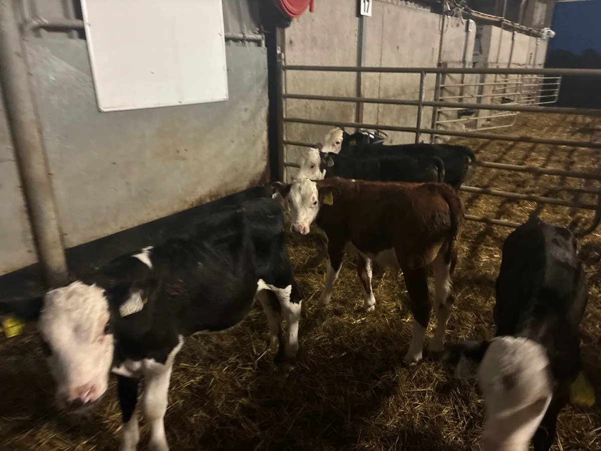 5 super Hereford reared bulls - Image 4