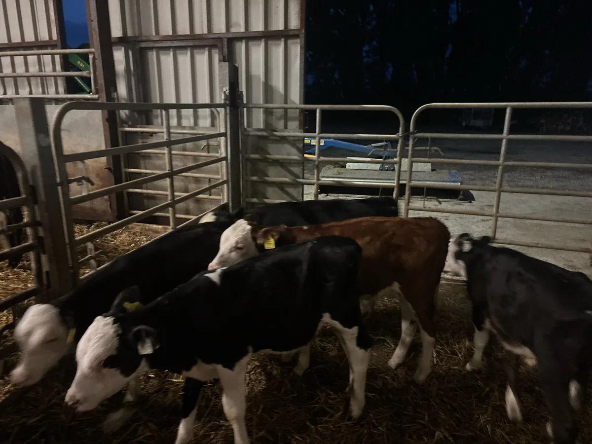 5 super Hereford reared bulls - Image 2