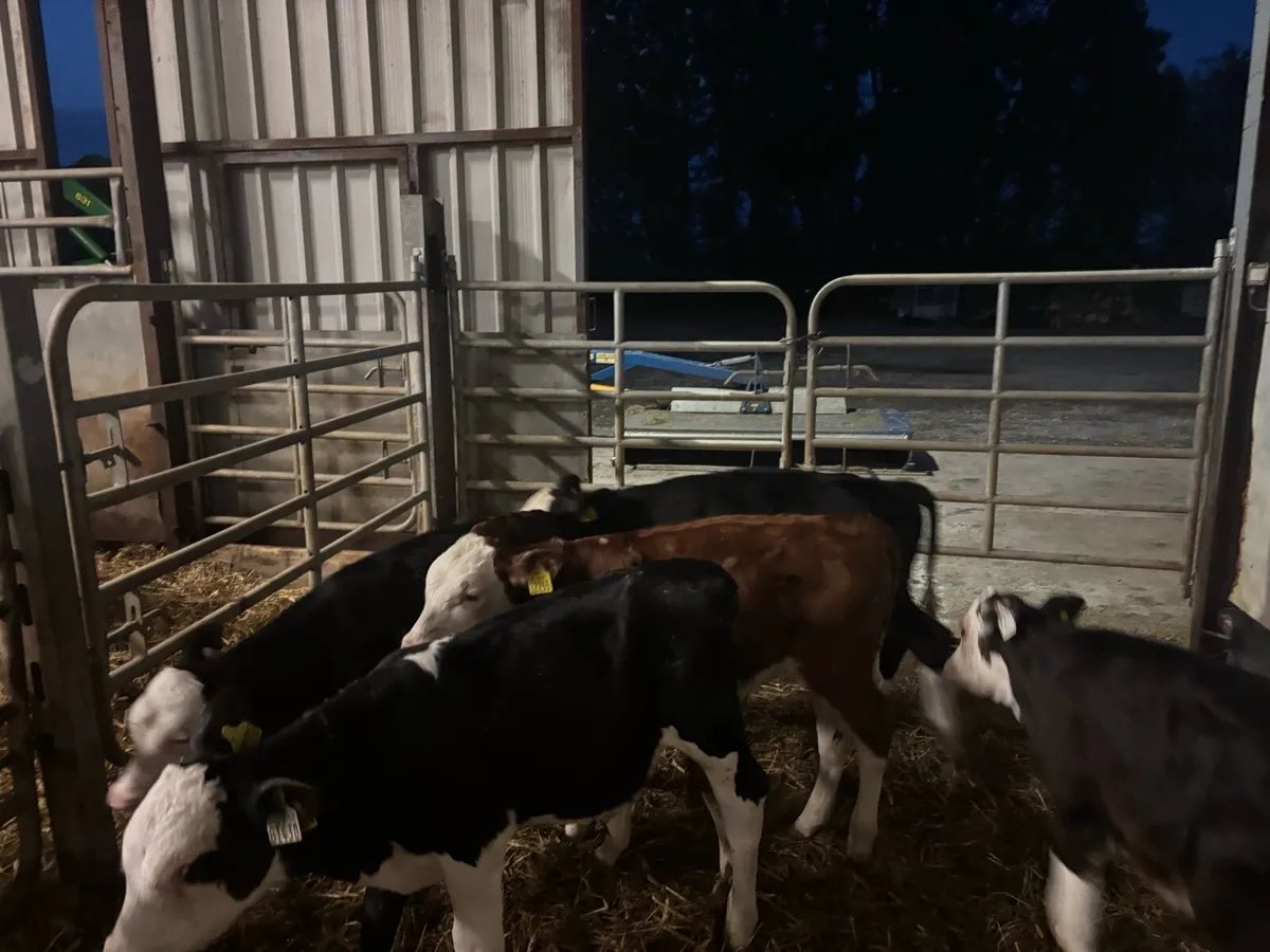 5 super Hereford reared bulls - Image 3