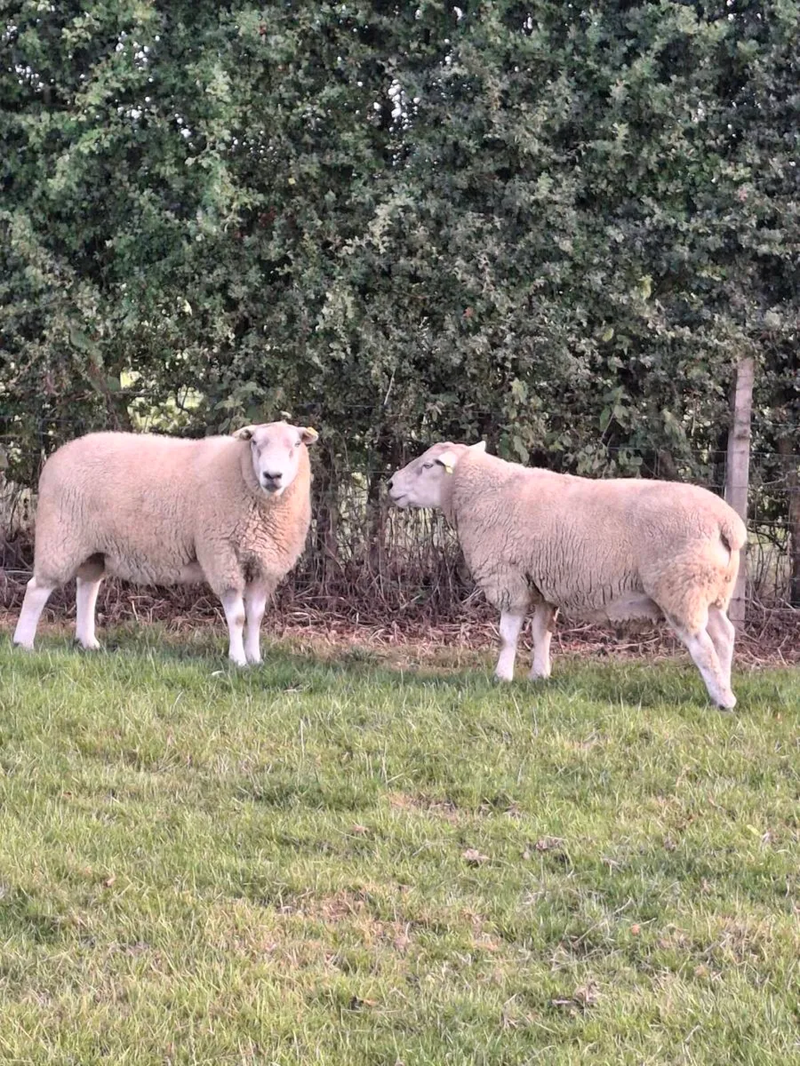 2 Purebred Belclare Rams - Image 1