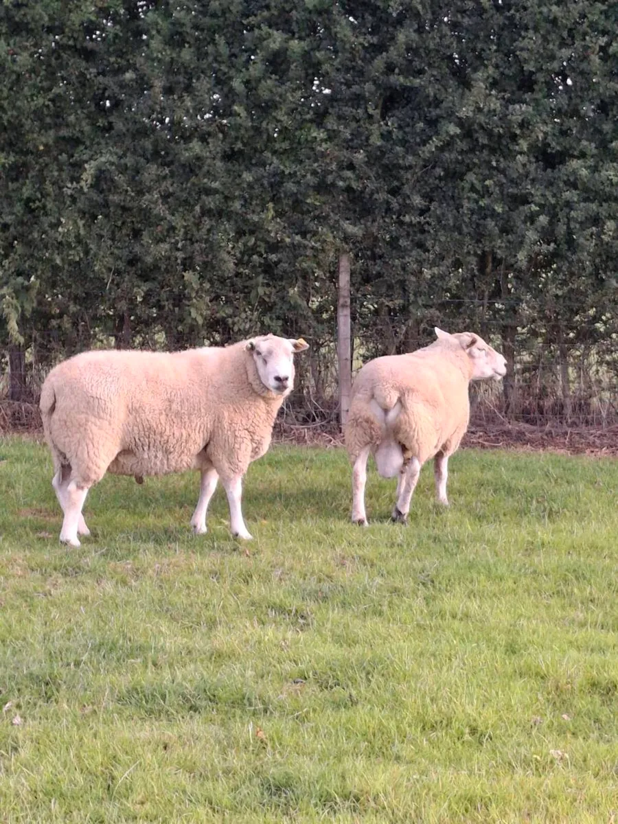 2 Purebred Belclare Rams - Image 2
