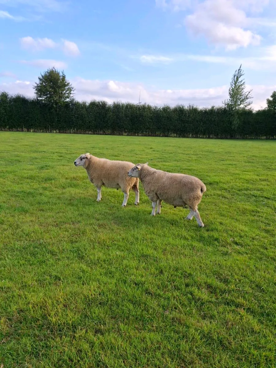 2 Purebred Belclare Rams - Image 3