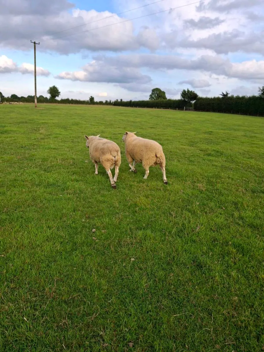 2 Purebred Belclare Rams - Image 4