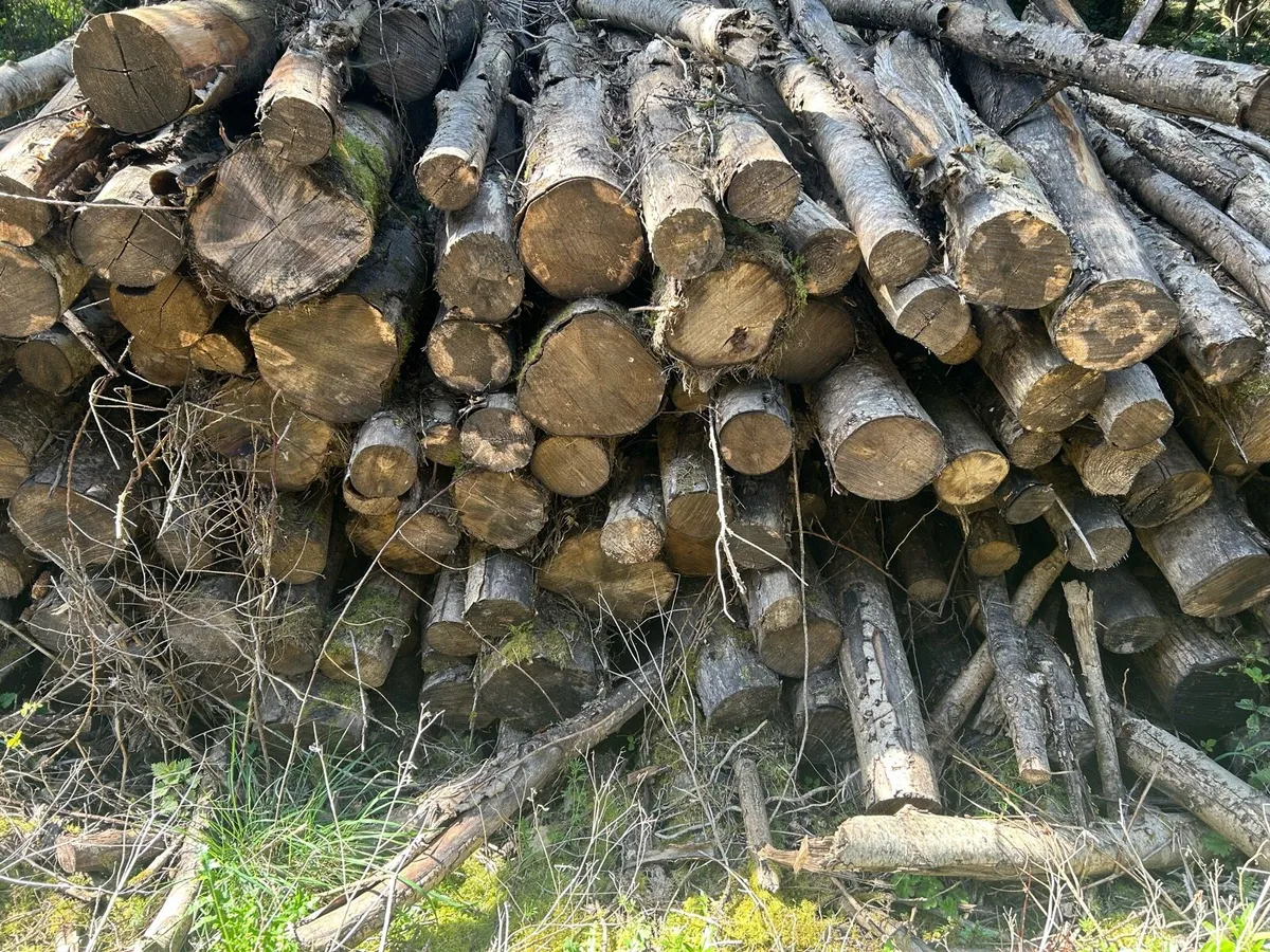 Ash Firelogs - Image 3