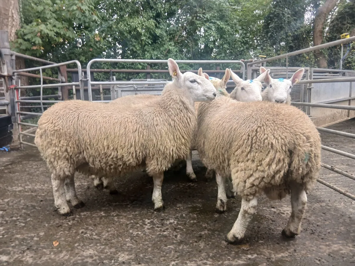 North Country Cheviot Ram Lambs - Image 1