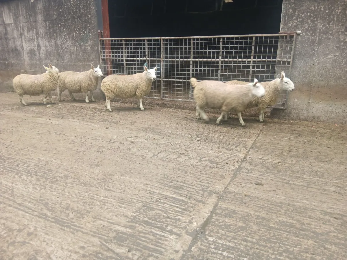 North Country Cheviot Ram Lambs - Image 3