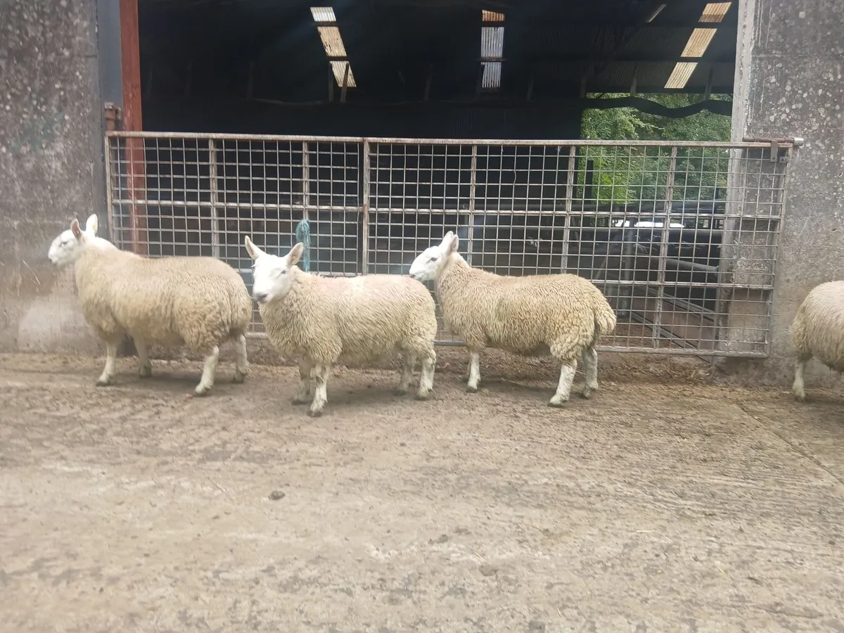 North Country Cheviot Ram Lambs - Image 4