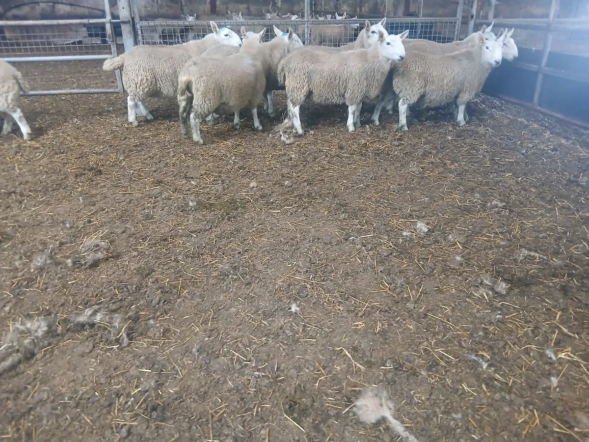 North Country Cheviot Ram Lambs - Image 2