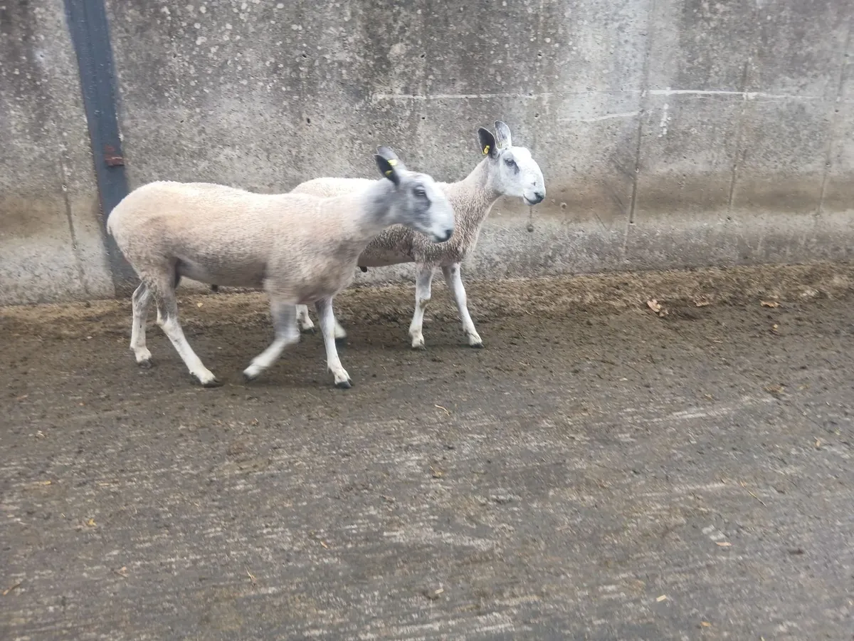 Traditional Bluefaced Leicester - Image 3