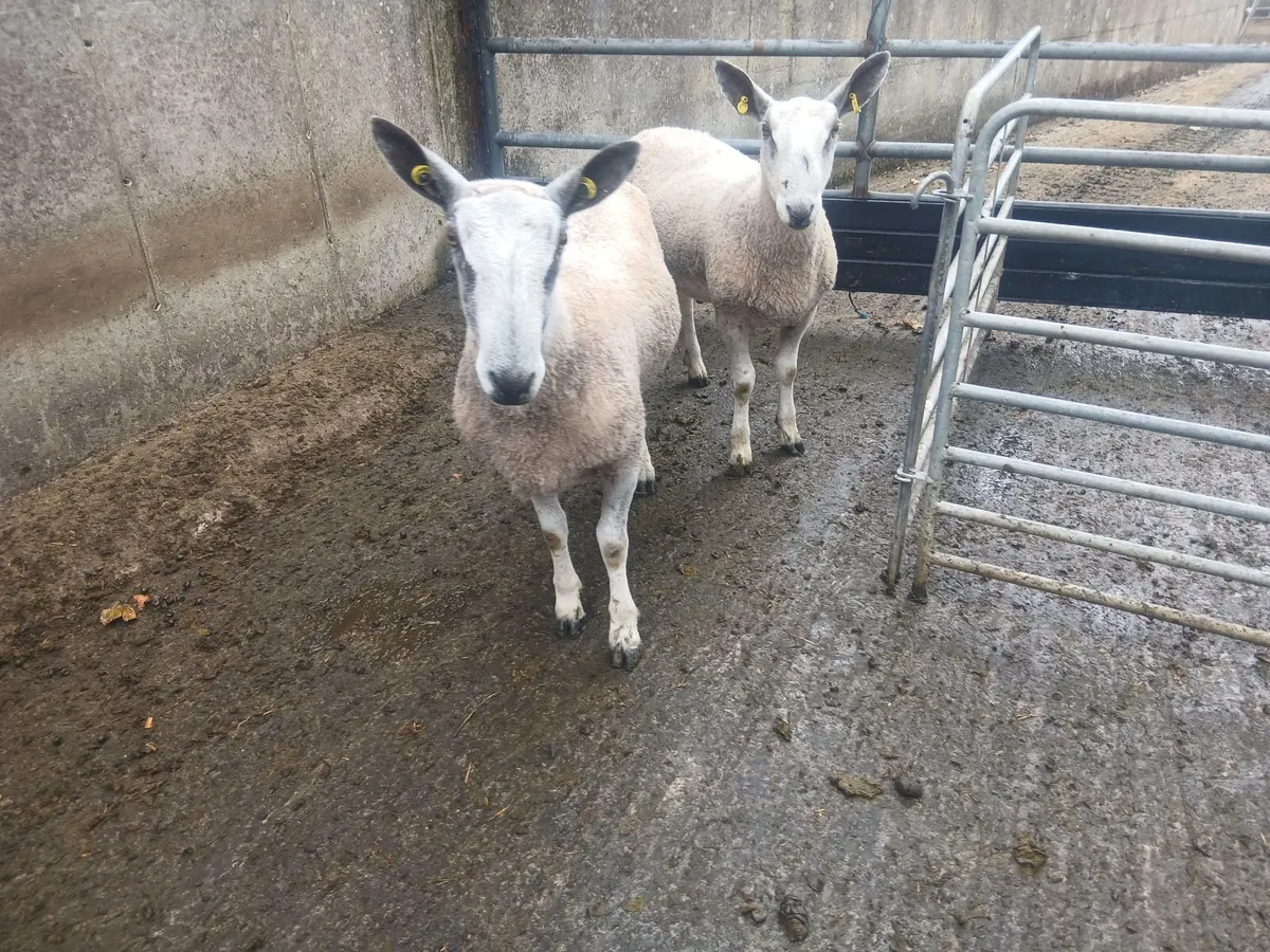 Traditional Bluefaced Leicester - Image 1