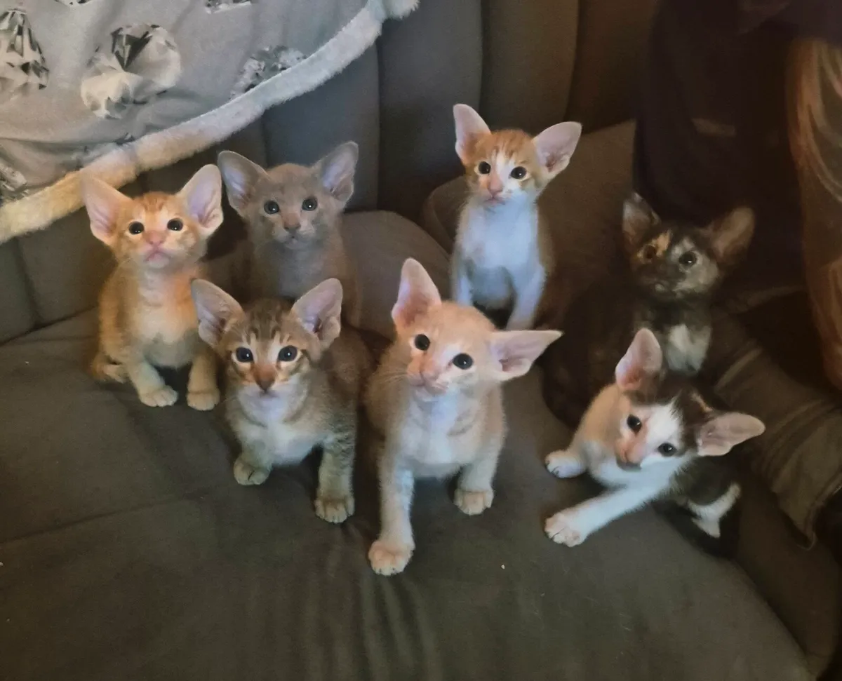 Pedigree Oriental kittens - Image 3