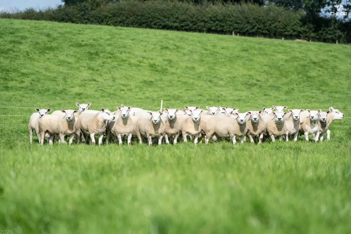 Shearling Rams Forsale - Image 1
