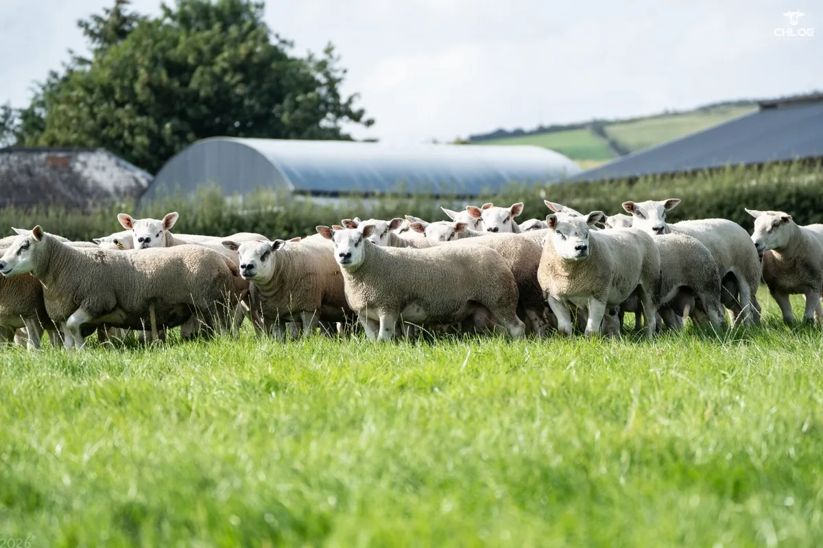 Shearling Rams Forsale - Image 2