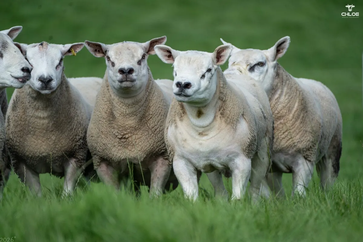 Shearling Rams Forsale - Image 3
