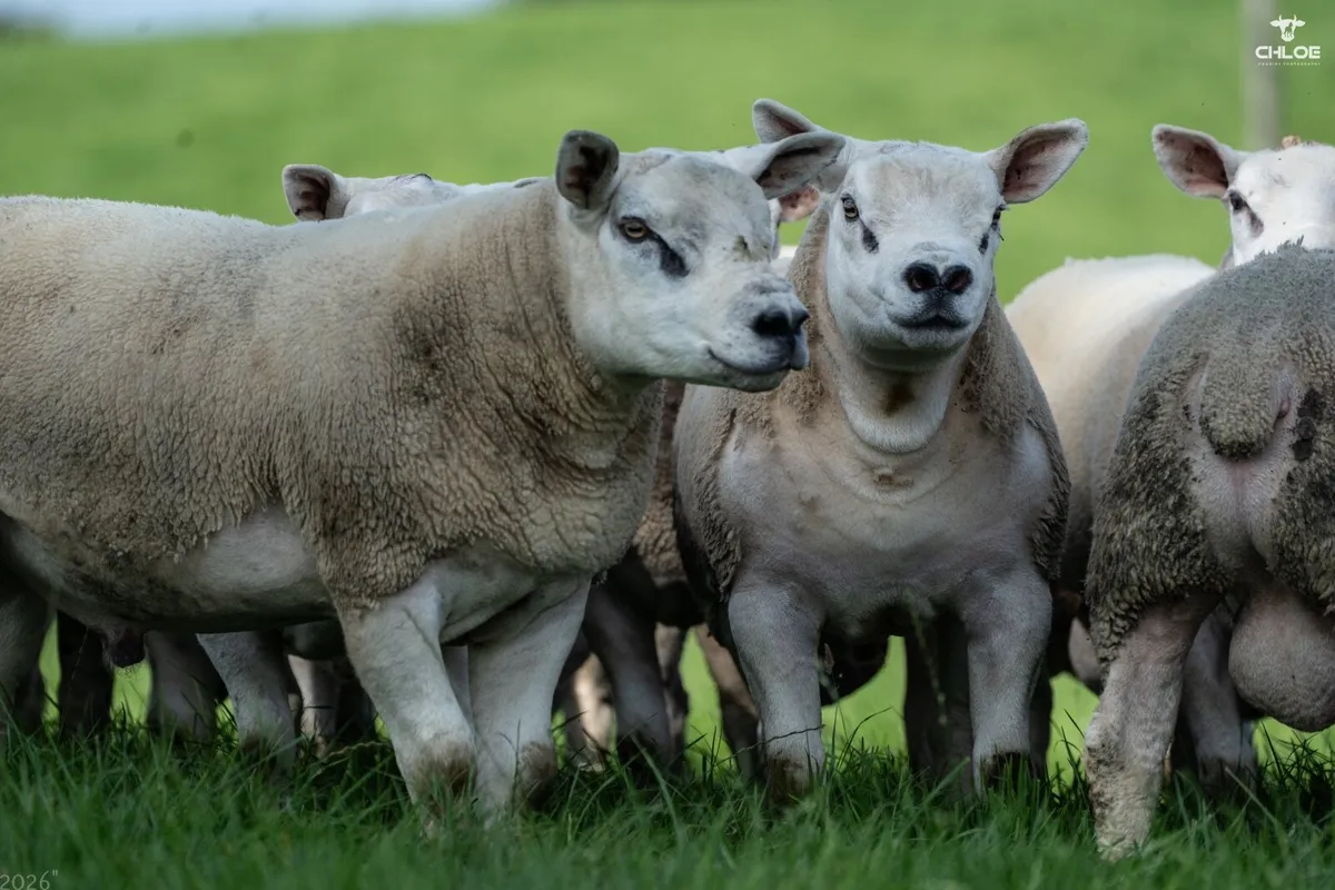 Shearling Rams Forsale - Image 4