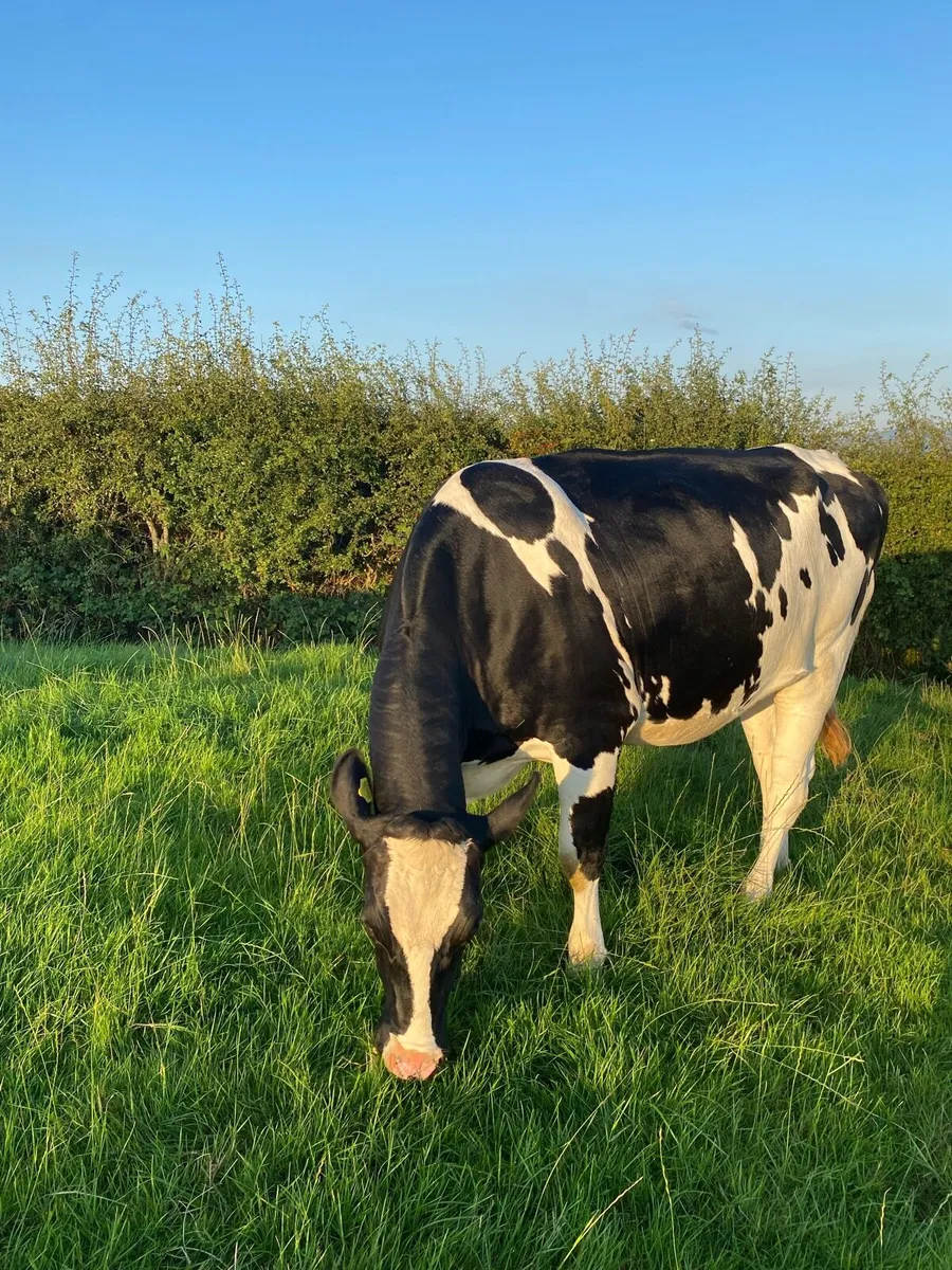 Dairy livestock - Image 1