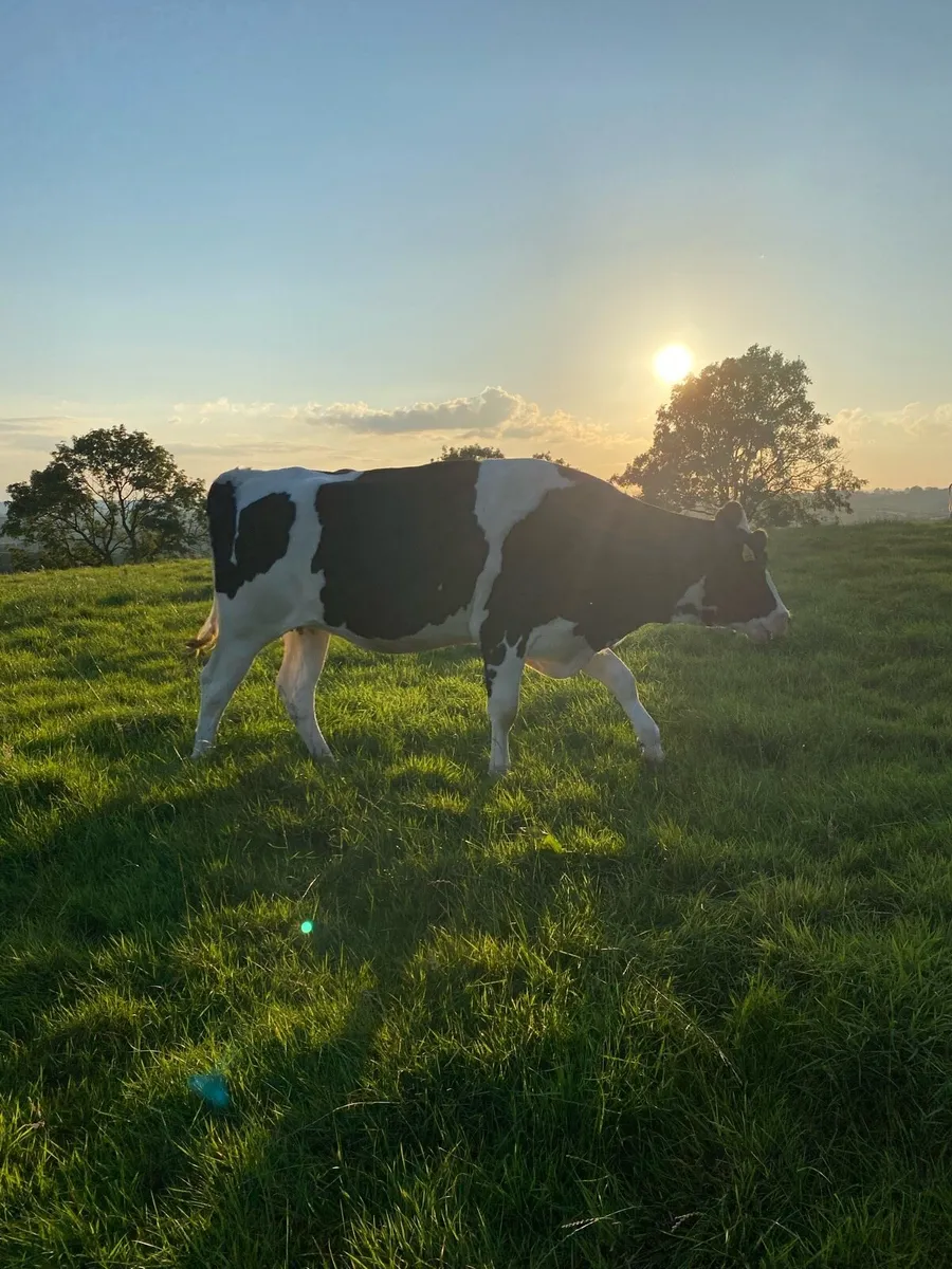 Dairy livestock - Image 2