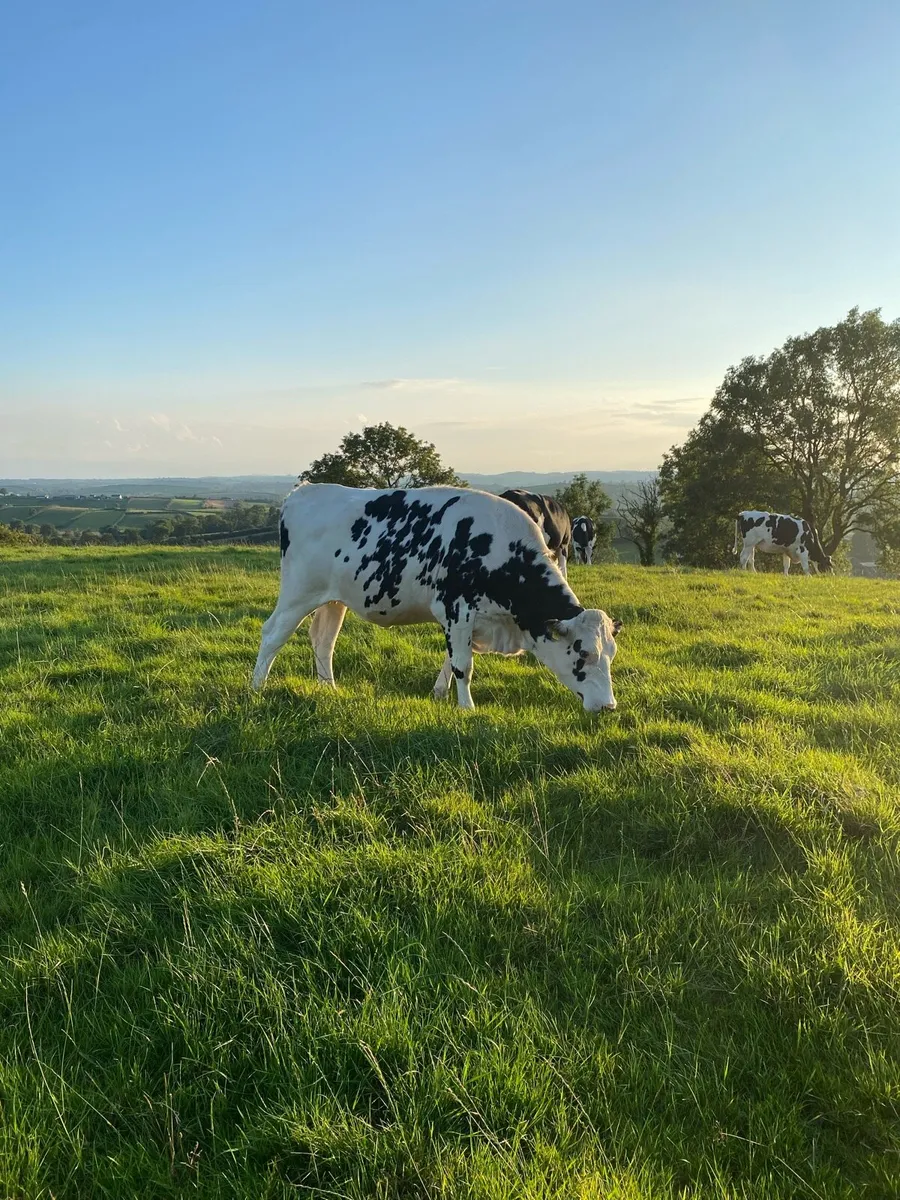 Dairy livestock - Image 3