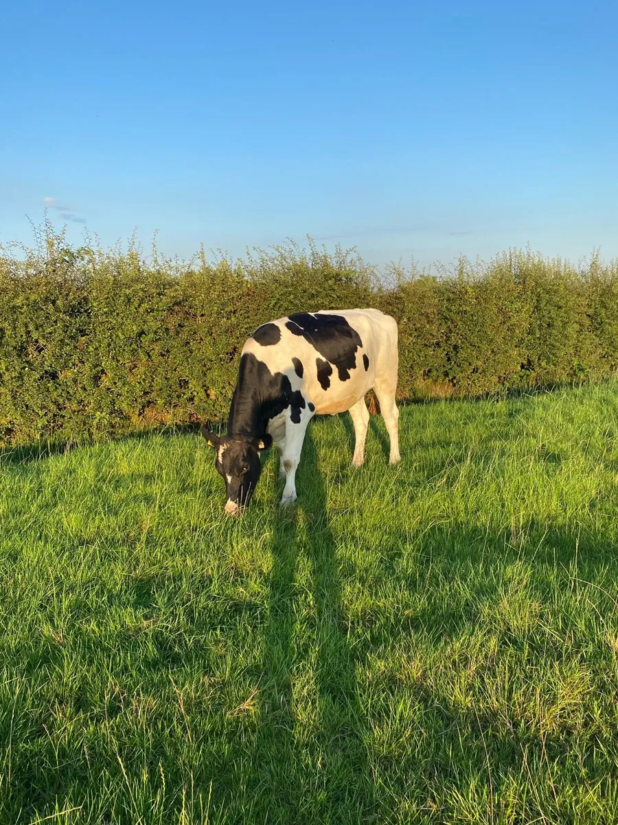 Dairy livestock - Image 4
