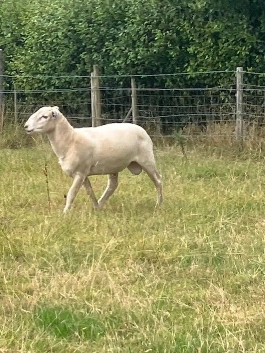 Easy Care Ram
