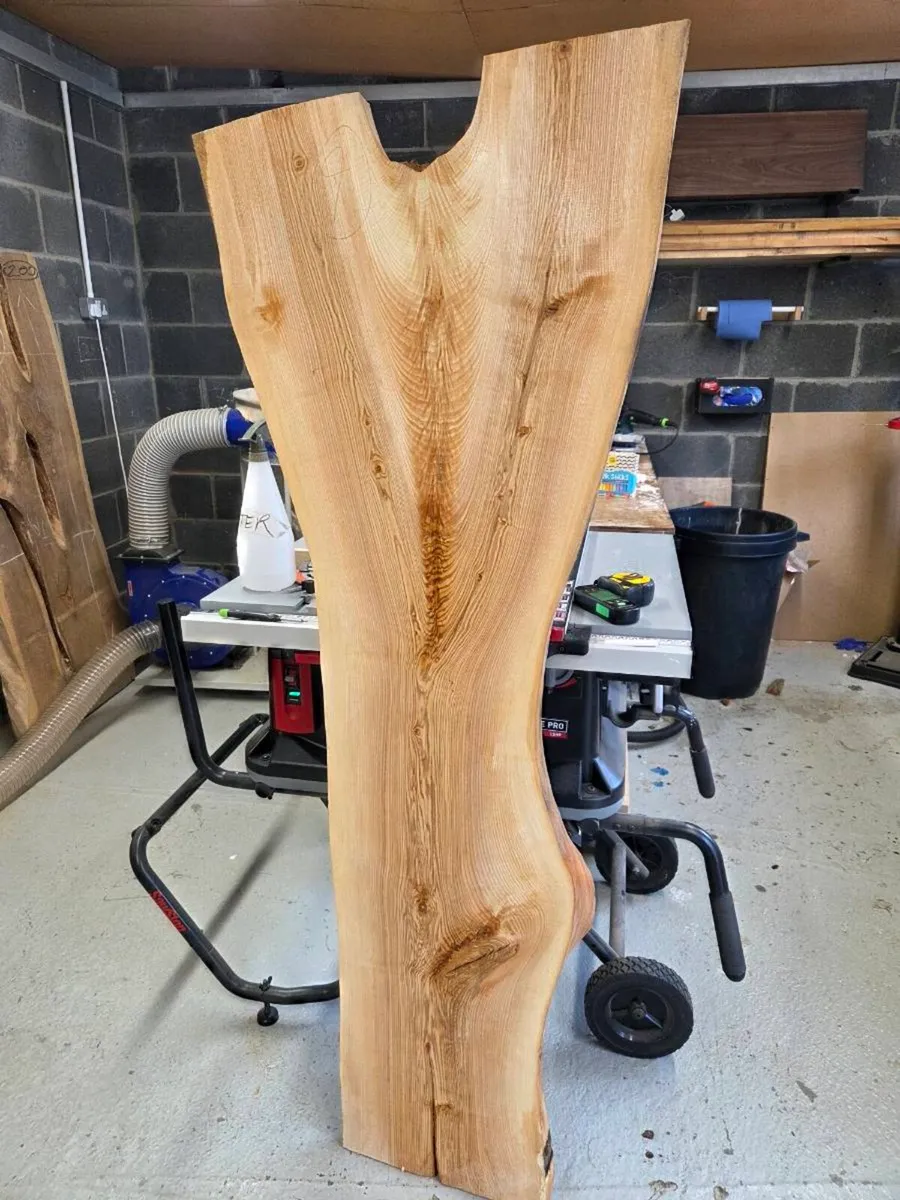 Live Edge Shelf Slabs - Ash, Sycamore and more! - Image 4