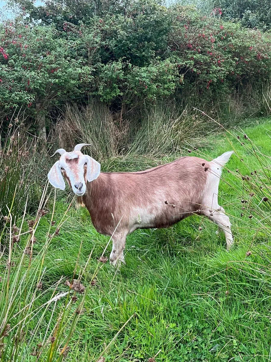 Female goat - Image 1