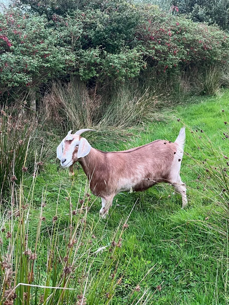 Female goat - Image 2