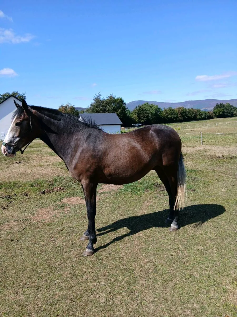 Horse - Image 1