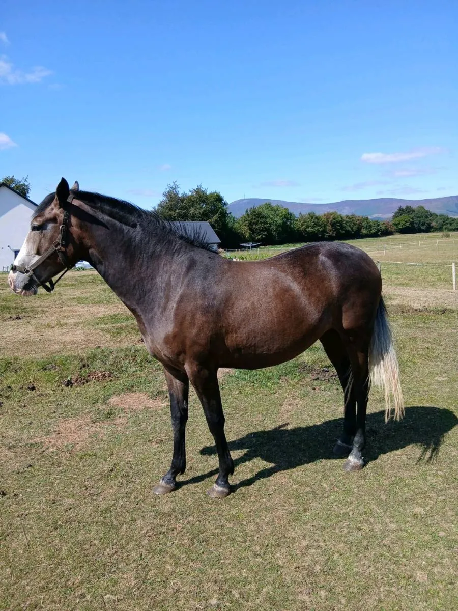 Horse - Image 2