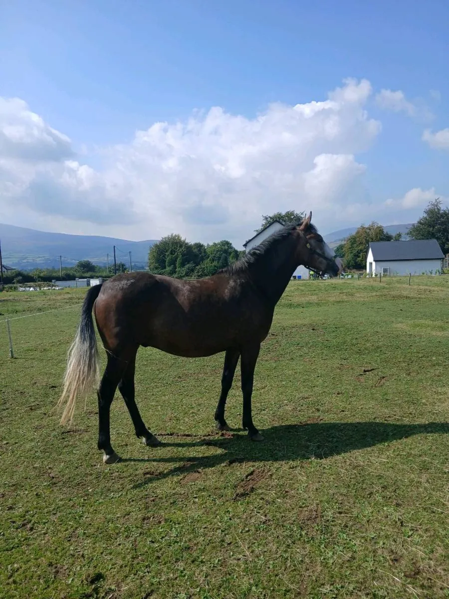 Horse - Image 3