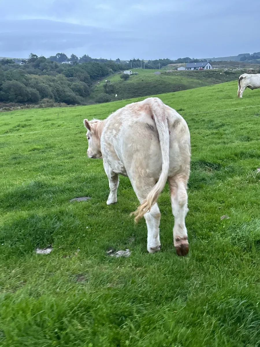 Pedigree Charolais heifer for sale in balla Mart - Image 2