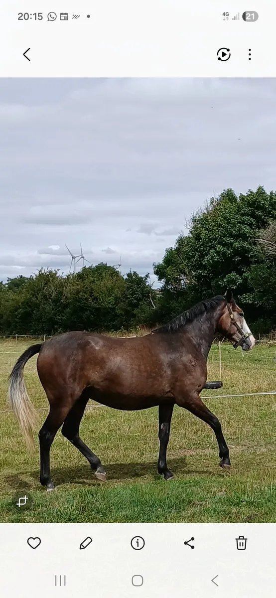 Horse - Image 4